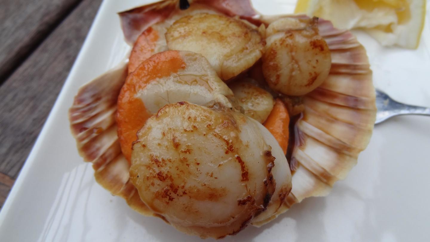 Picture of a Scallop